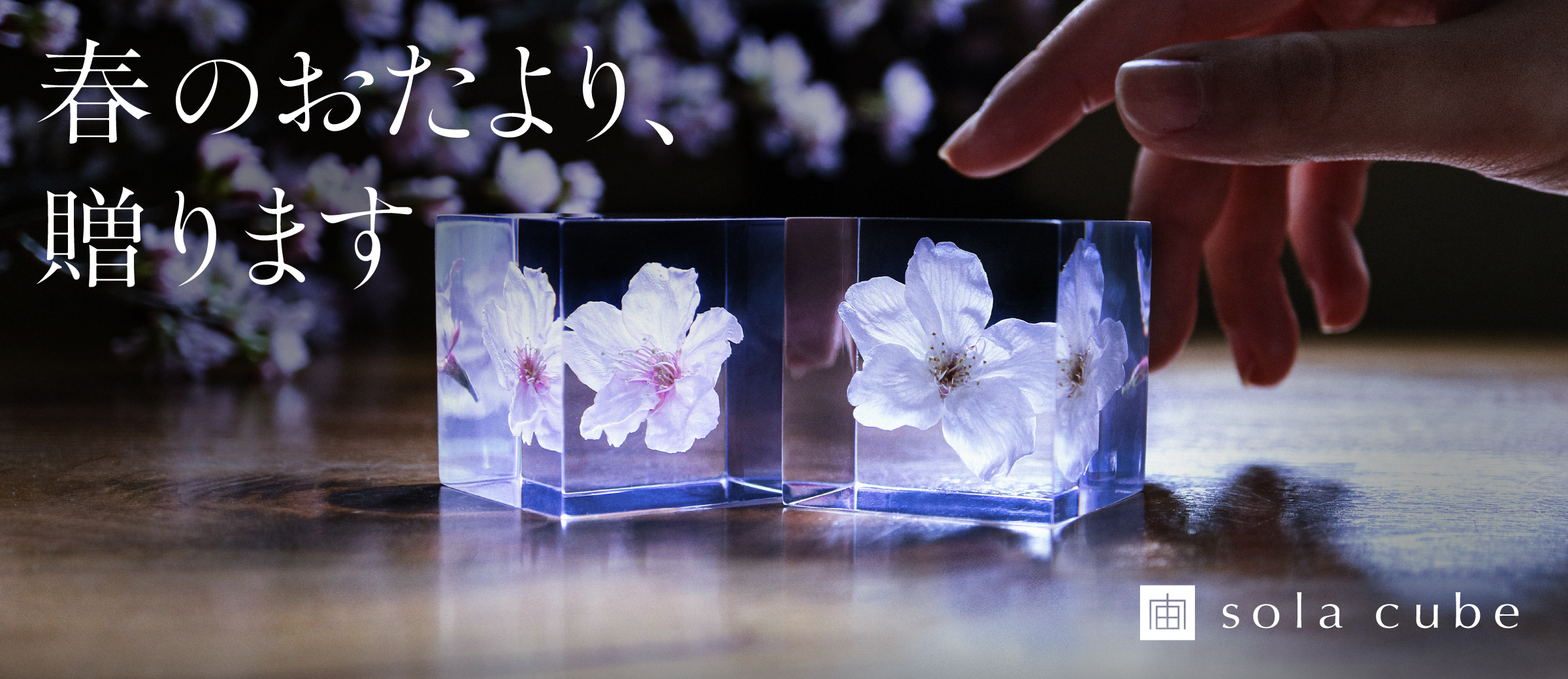 Sola cube サクラ