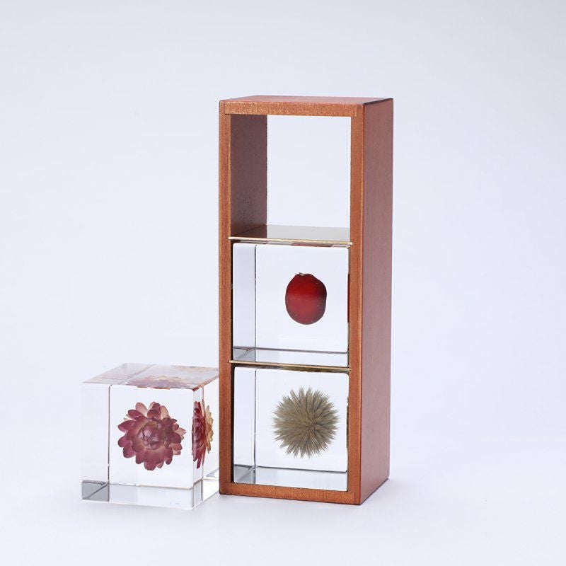 Sola cube 3個・木箱セット (組み合わせフリー) | ウサギノネドコ