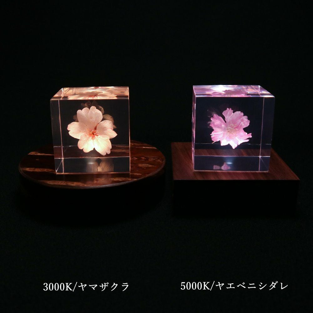 ソラキューブ ヤエベニシダレ ＆ Light Base maru 無地皮 Light Base maru | ウサギノネドコ