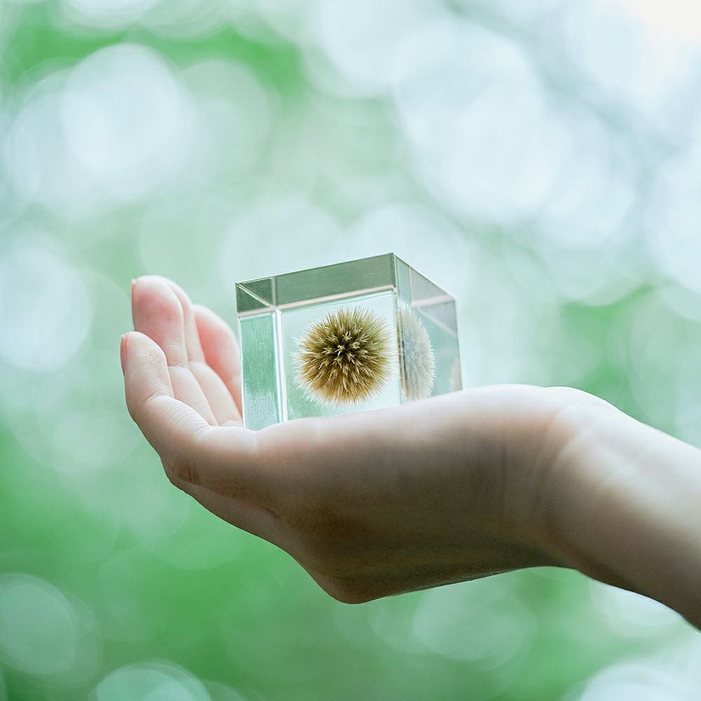 Sola cube | ウサギノネドコ