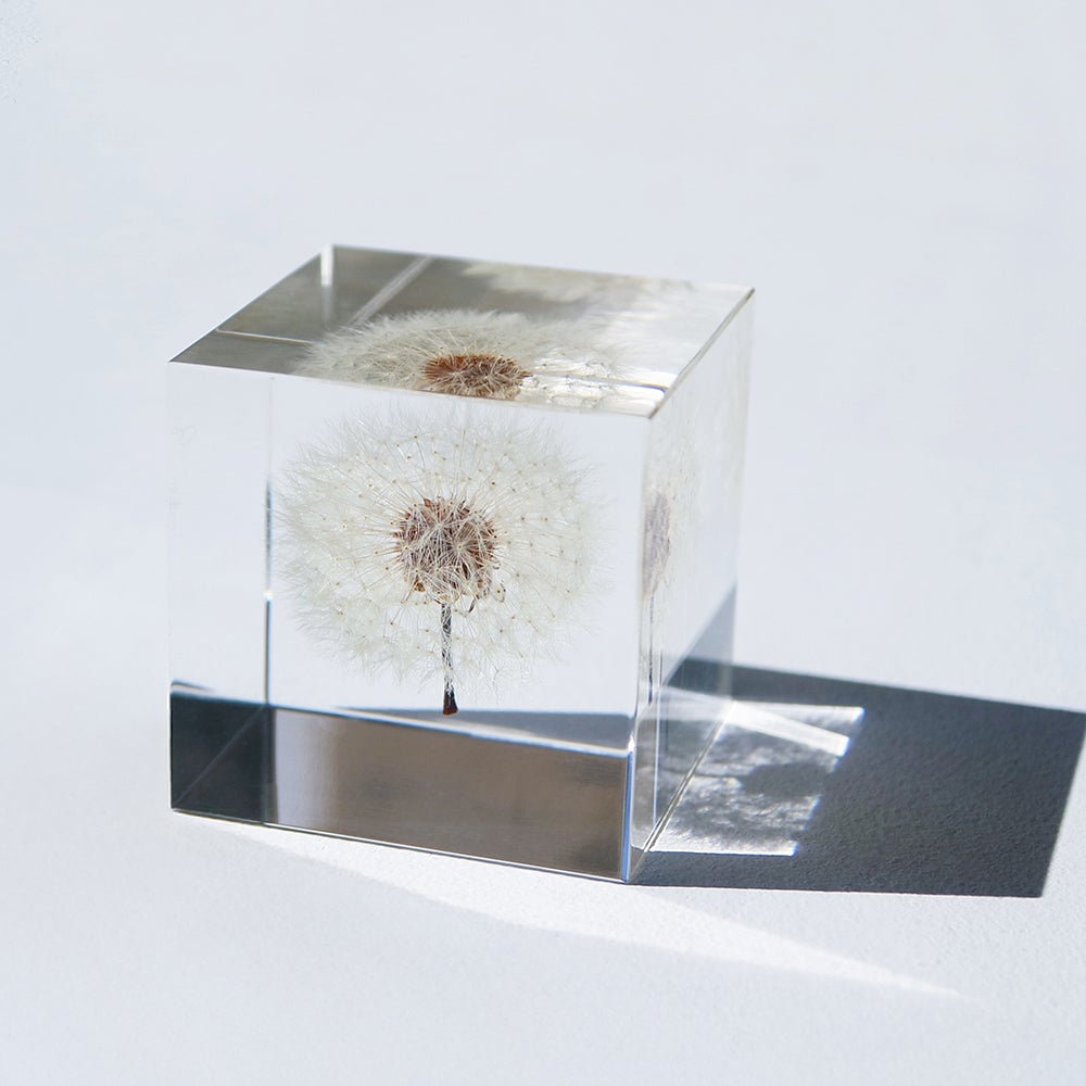 ウサギノネドコ　標本　コシダカウニ　ホオズキ　タンポポ　カラマツ　フウセンカズラ ウサギノネドコ｜Sola cube カラマツ - ウサギノネドコ(ウサギノネドコ
