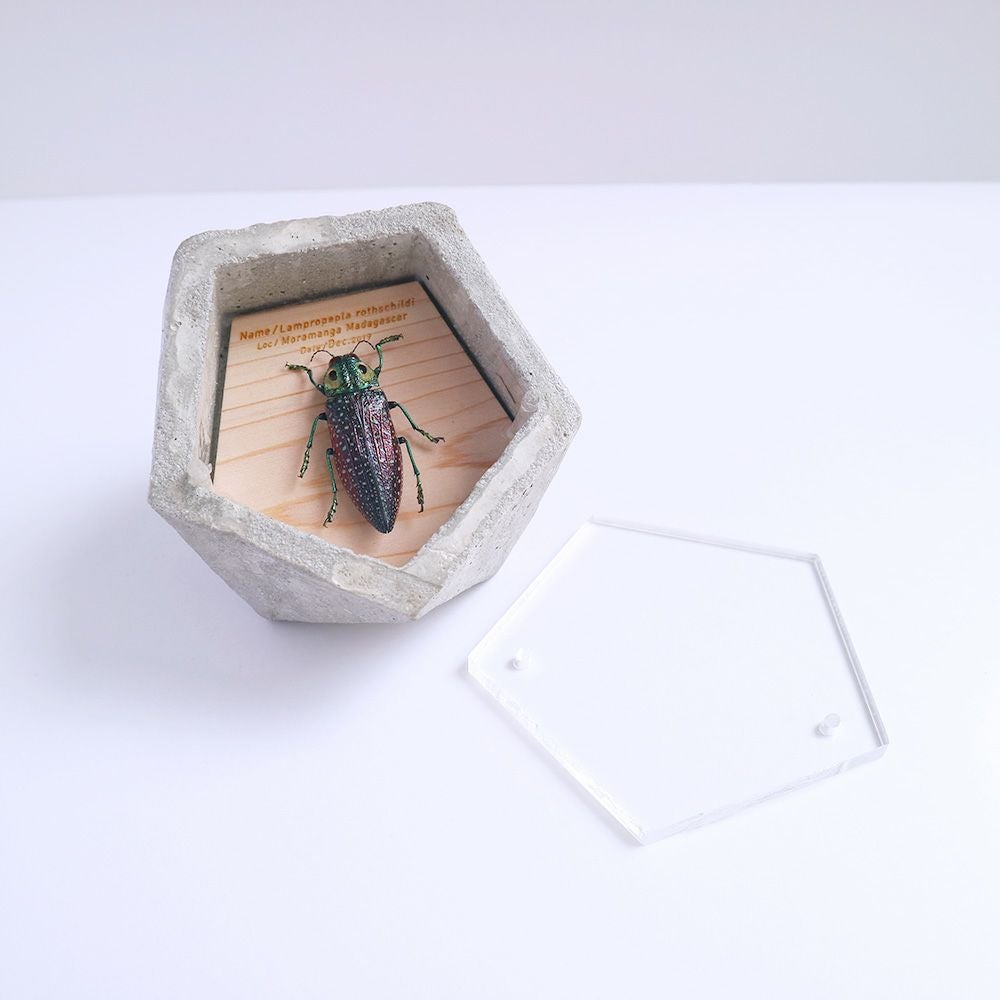 BUGS-DESIGN】BUG STONE (M) | ウサギノネドコ