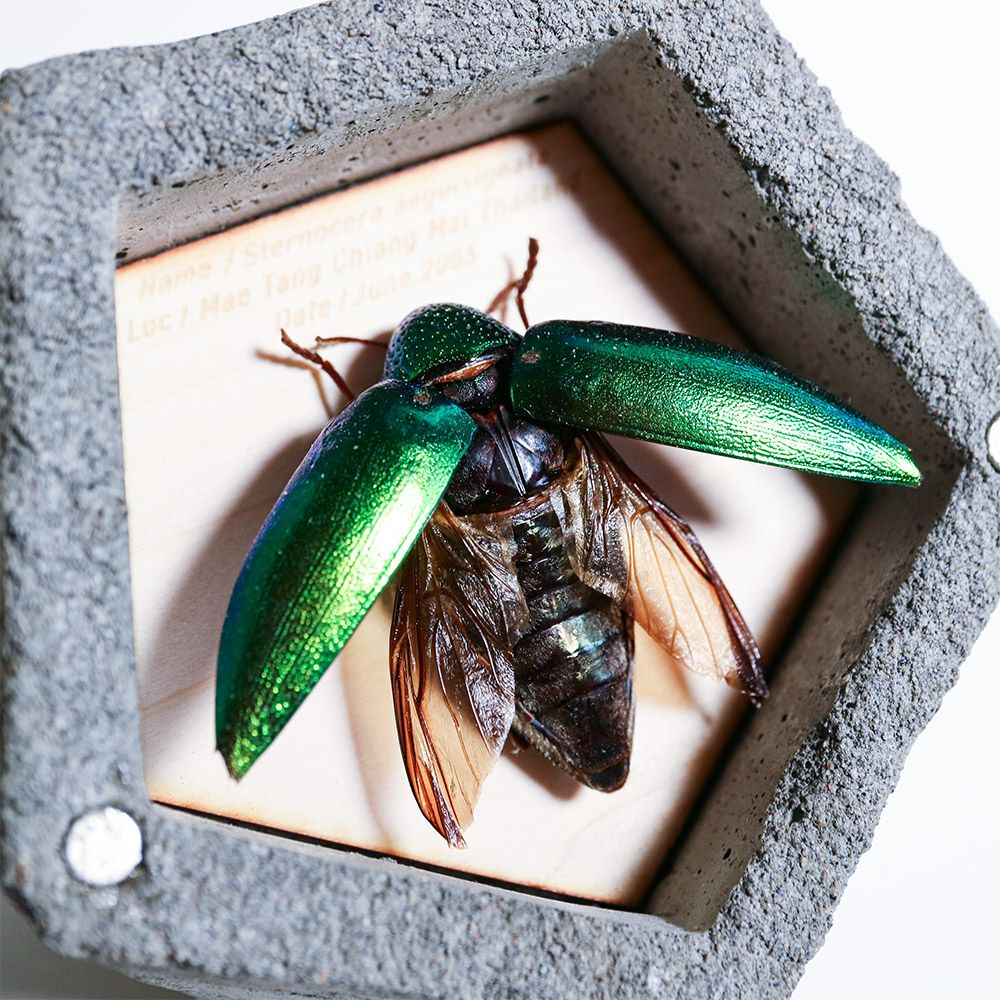 BUGS-DESIGN】BUG STONE (M) | ウサギノネドコ