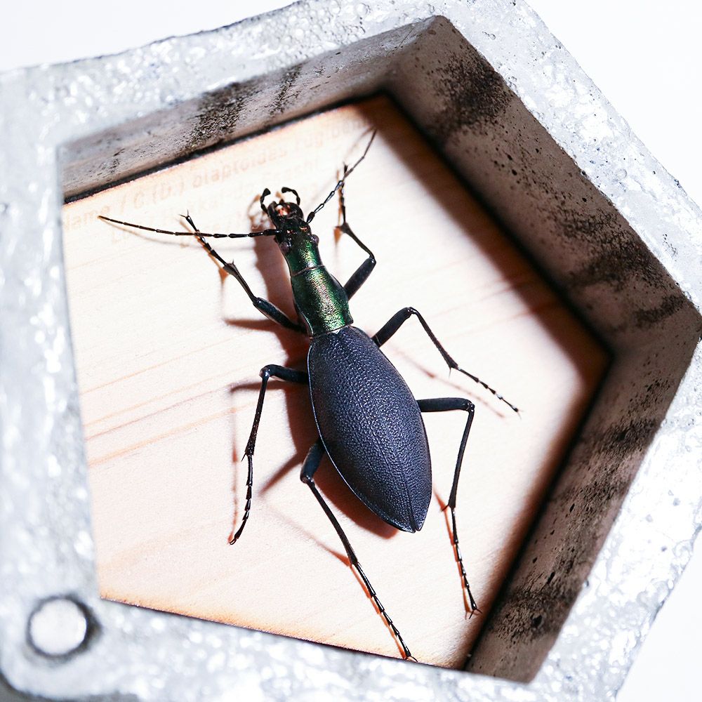 BUGS-DESIGN】BUG STONE (M) | ウサギノネドコ