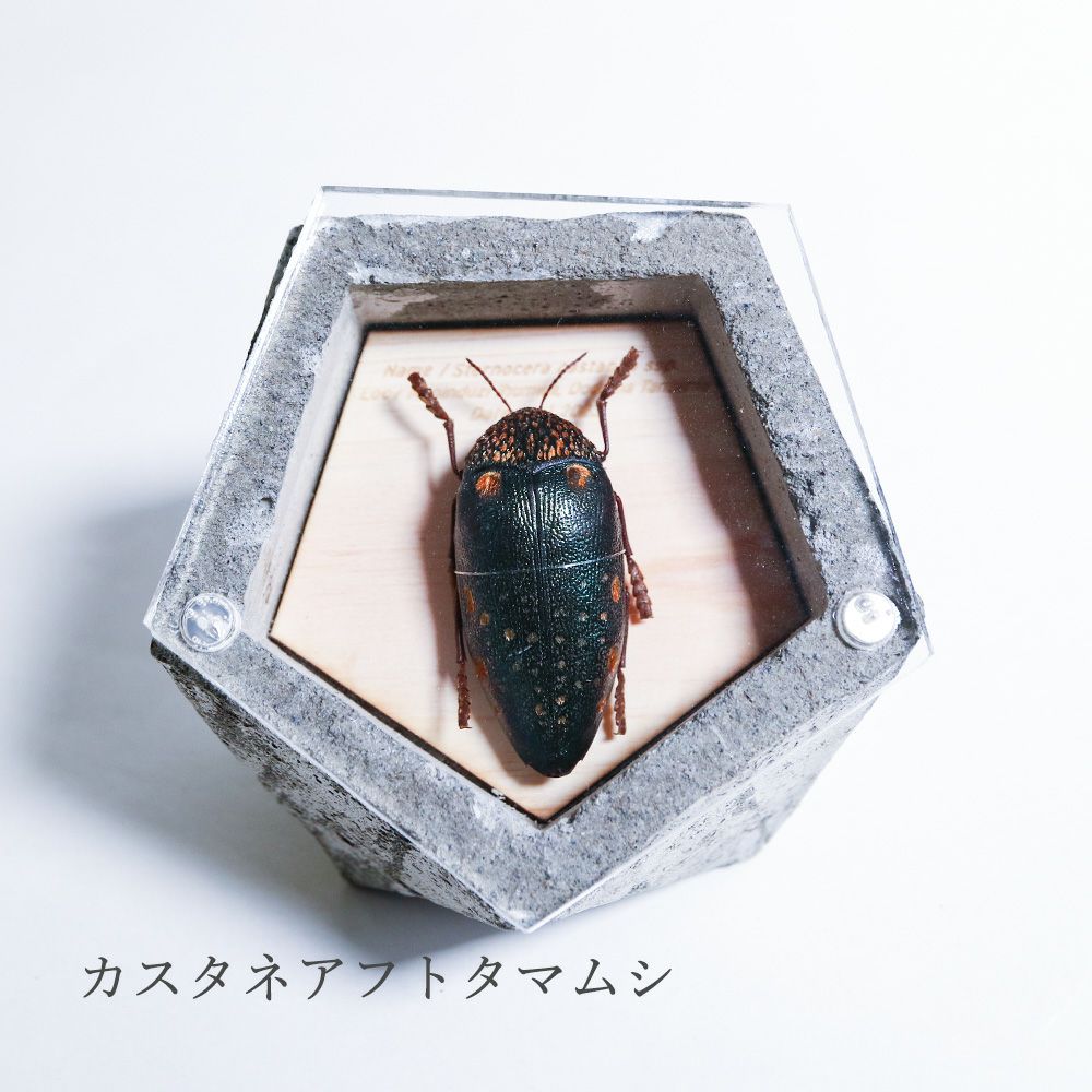 BUGS-DESIGN】BUG STONE (M) | ウサギノネドコ