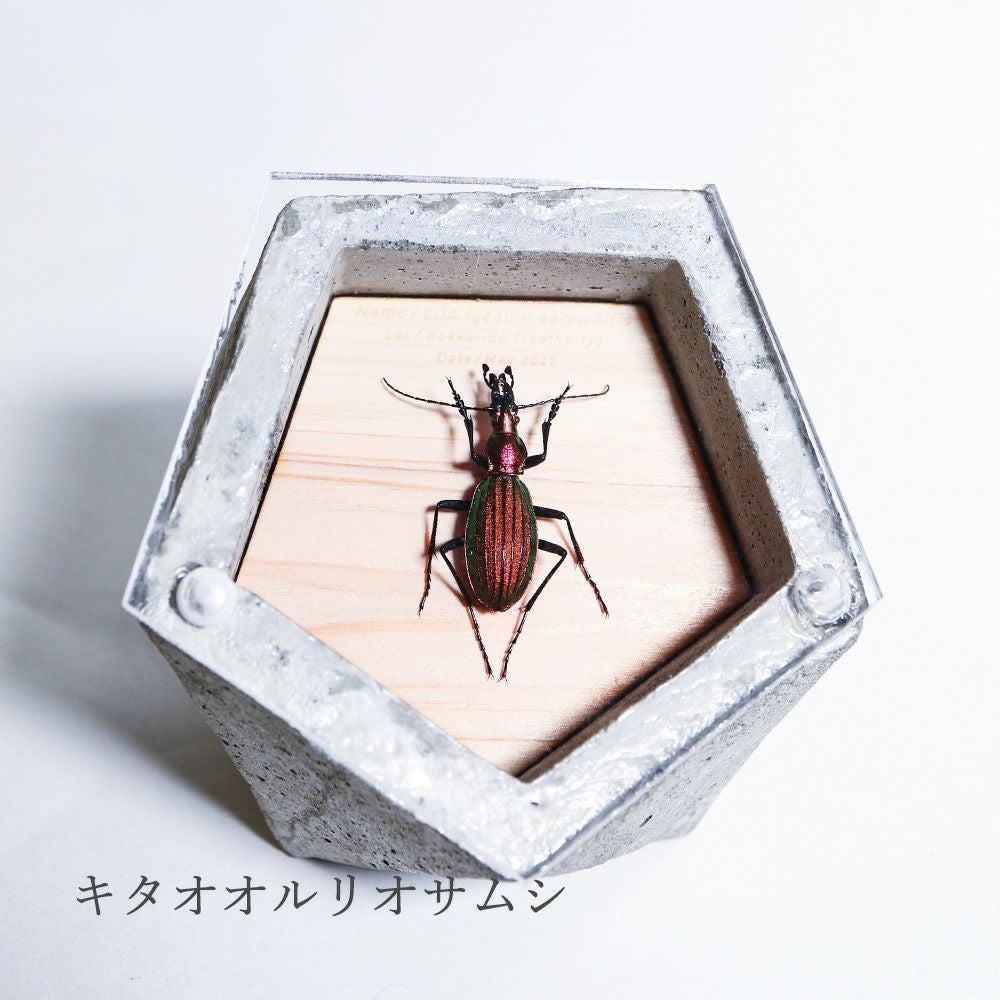 BUGS-DESIGN】BUG STONE (M) | ウサギノネドコ