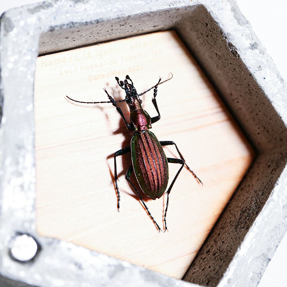 BUGS-DESIGN】BUG STONE (M) | ウサギノネドコ