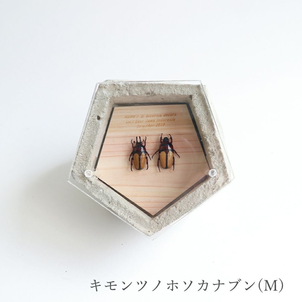 BUGS-DESIGN】BUG STONE (M) | ウサギノネドコ