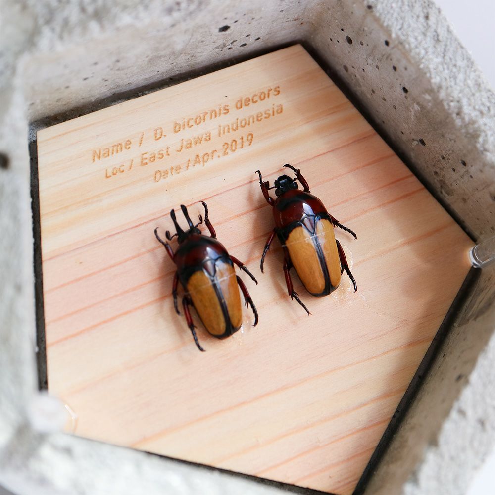 BUGS-DESIGN】BUG STONE (M) | ウサギノネドコ