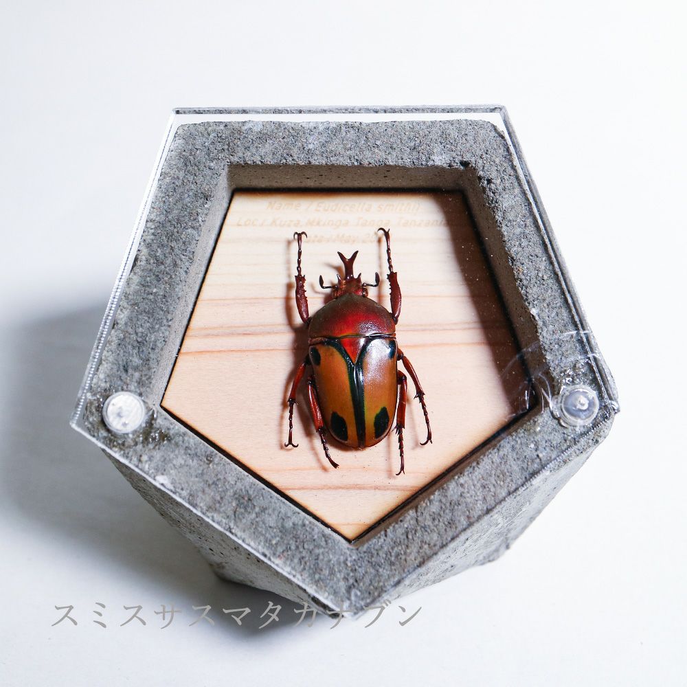 BUGS-DESIGN】BUG STONE (M) | ウサギノネドコ