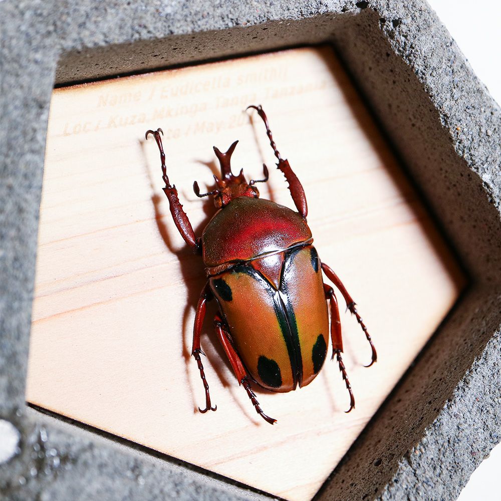 BUGS-DESIGN】BUG STONE (M) | ウサギノネドコ