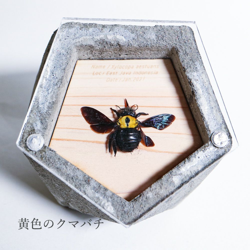 BUGS-DESIGN】BUG STONE (M) | ウサギノネドコ
