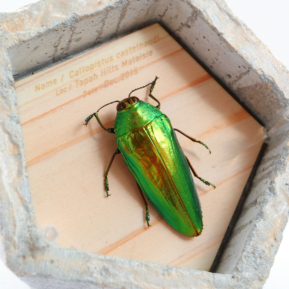 BUGS-DESIGN】BUG STONE (M) | ウサギノネドコ