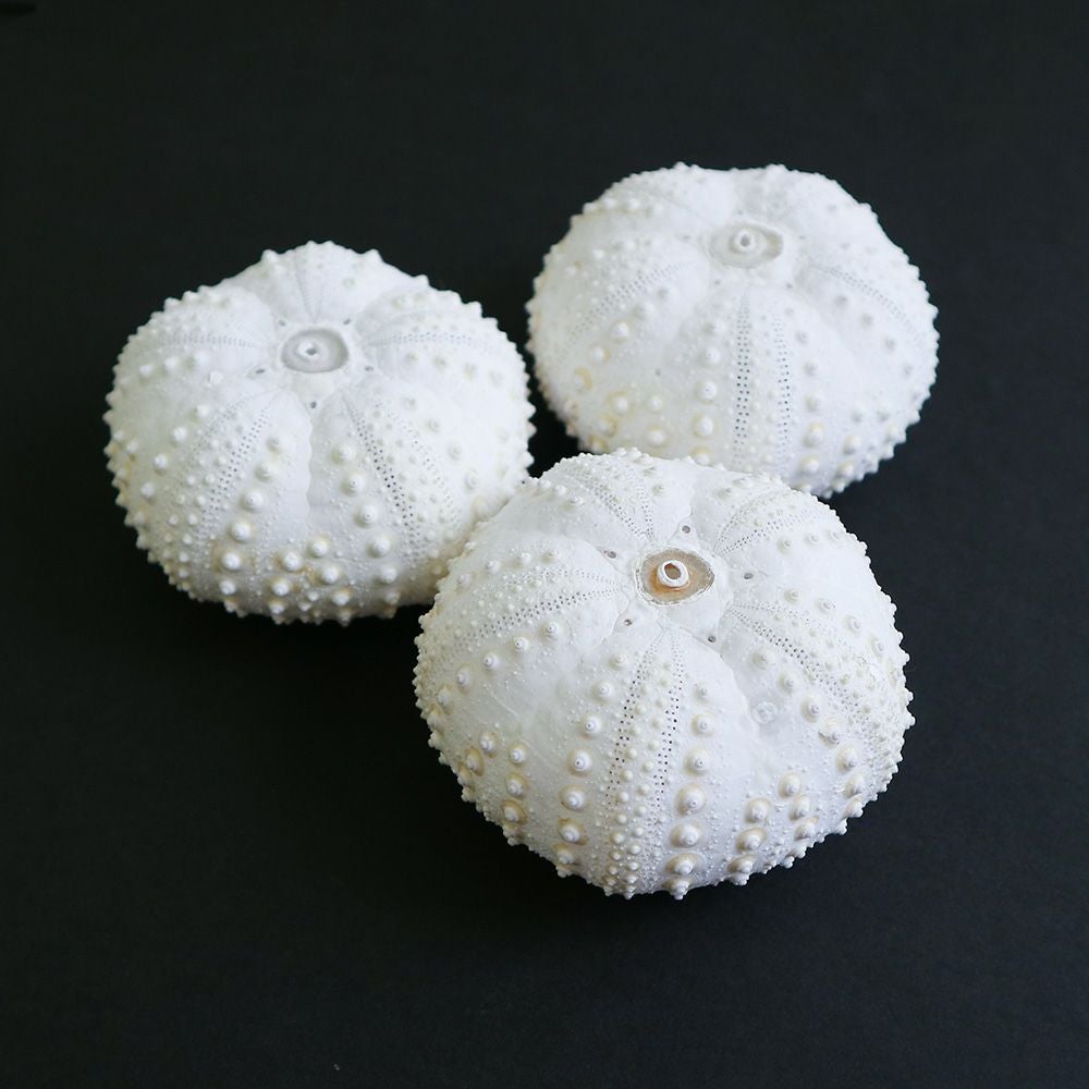 000000002097-01.jpg?size=l&w=