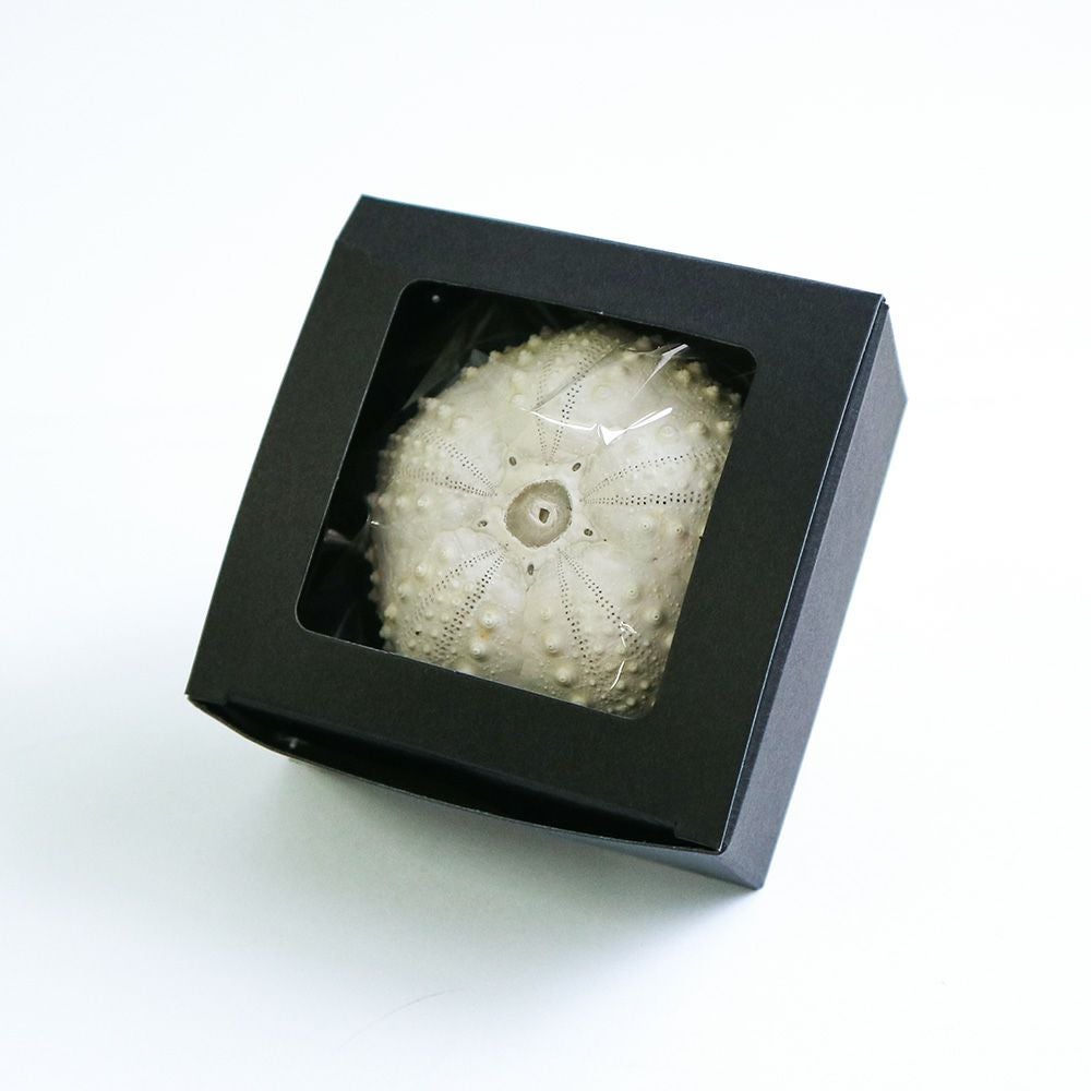 ガンガゼ（小） | ウサギノネドコ