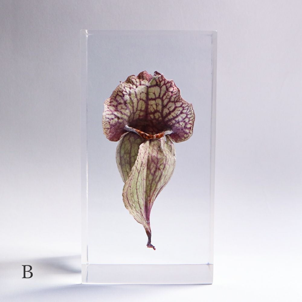 食虫植物 封入標本「サラセニア」 | ウサギノネドコ