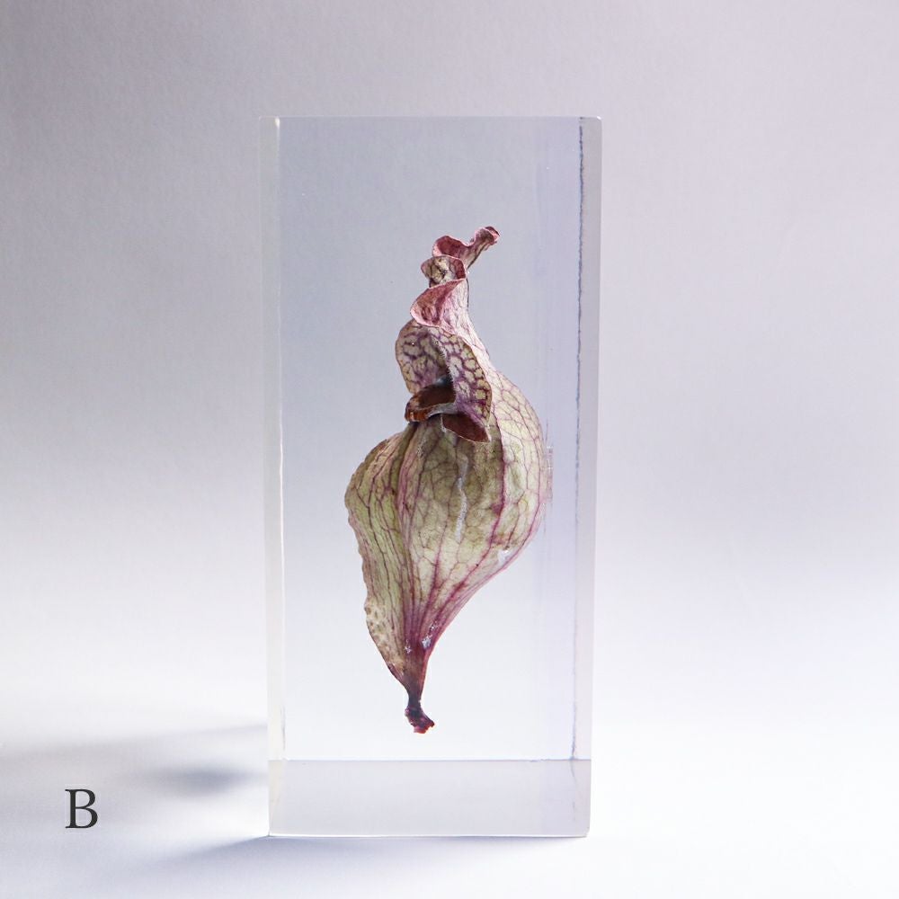 食虫植物 封入標本「サラセニア」 | ウサギノネドコ