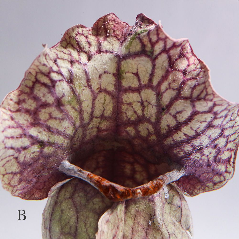 食虫植物 封入標本「サラセニア」 | ウサギノネドコ