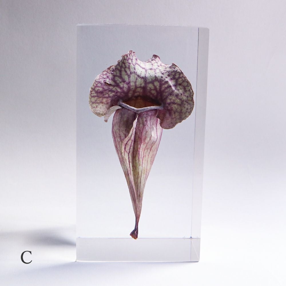 食虫植物 封入標本「サラセニア」 | ウサギノネドコ