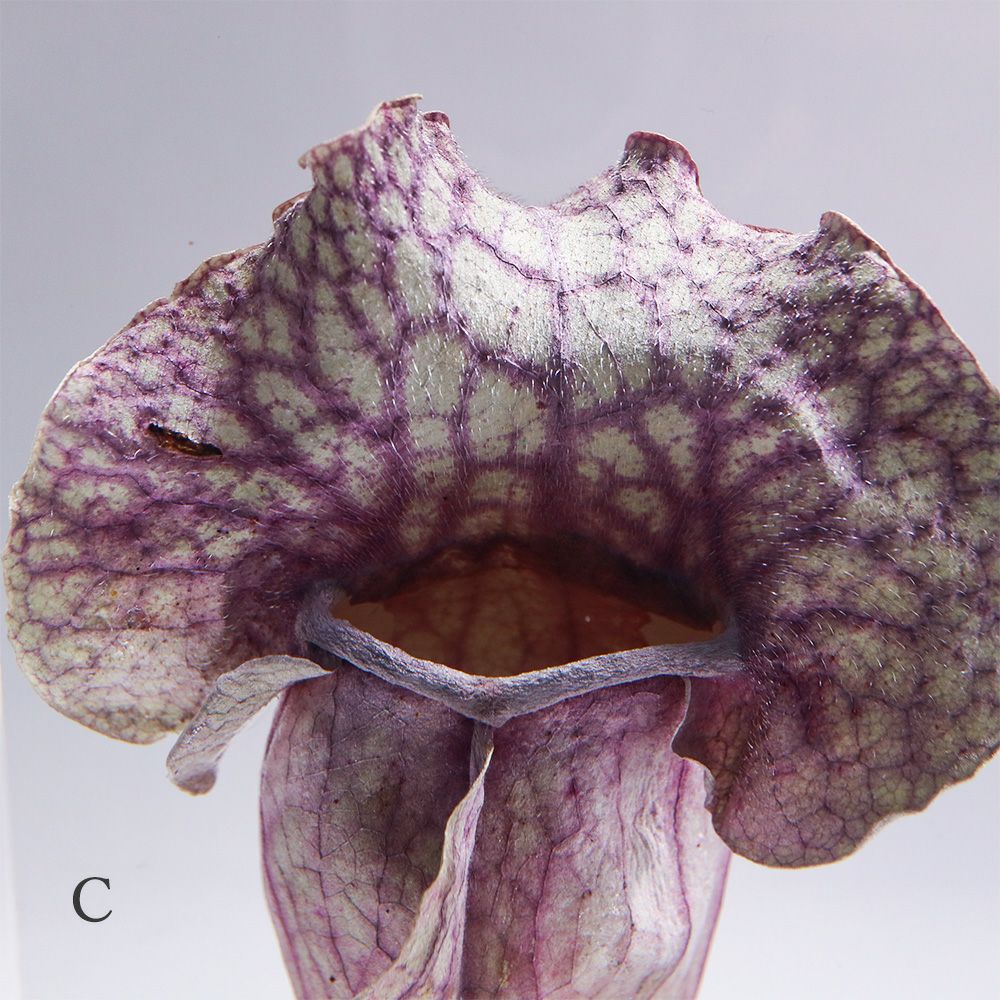 食虫植物 封入標本「サラセニア」 | ウサギノネドコ