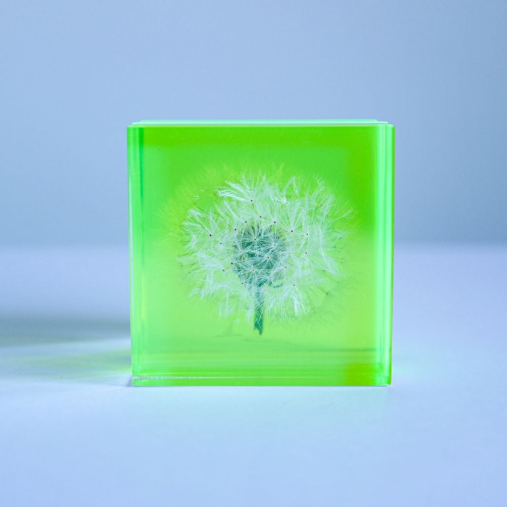 ウサギノネドコ　ソラキューブ タンポポ コマツオトメ　2個セット Sola cube Slice | ウサギノネドコ