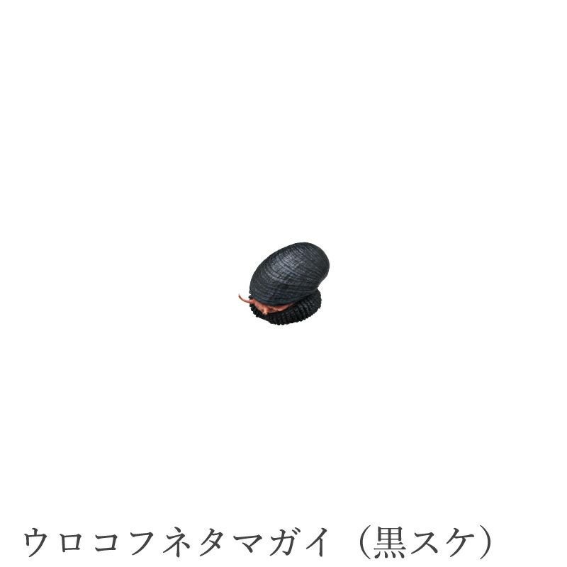 ウロコフネタマガイ（黒スケ）