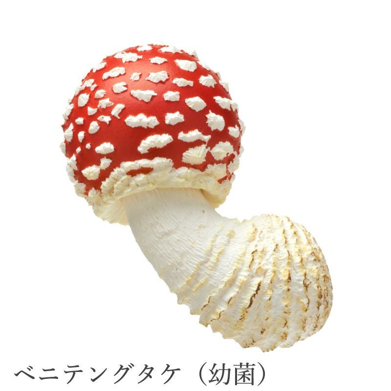 MONO＋ キノコマグネット2 | ウサギノネドコ