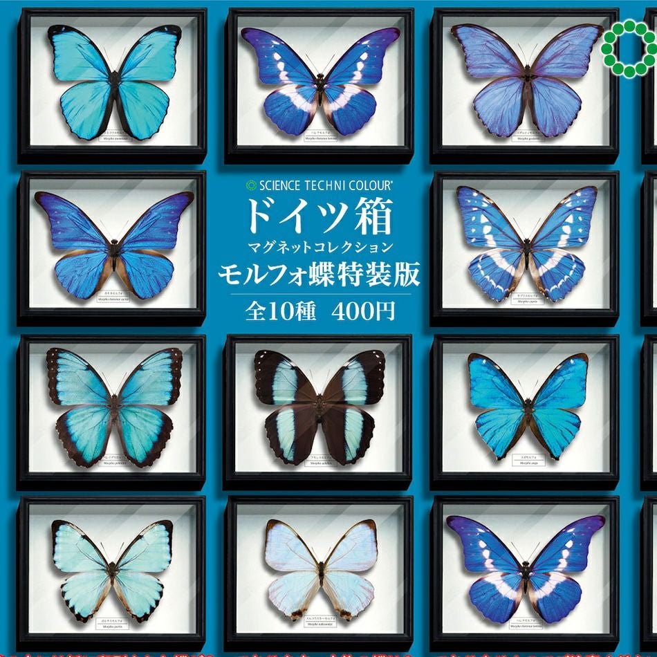 ドイツ箱マグネットコレクション モルフォ蝶特装版 | ウサギノネドコ