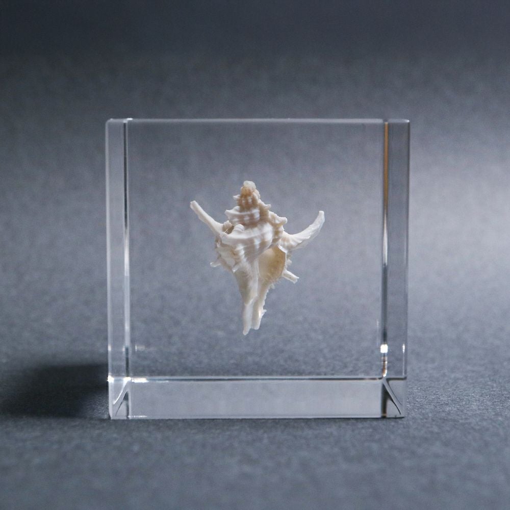 テングガイ属の一種 | ウサギノネドコ