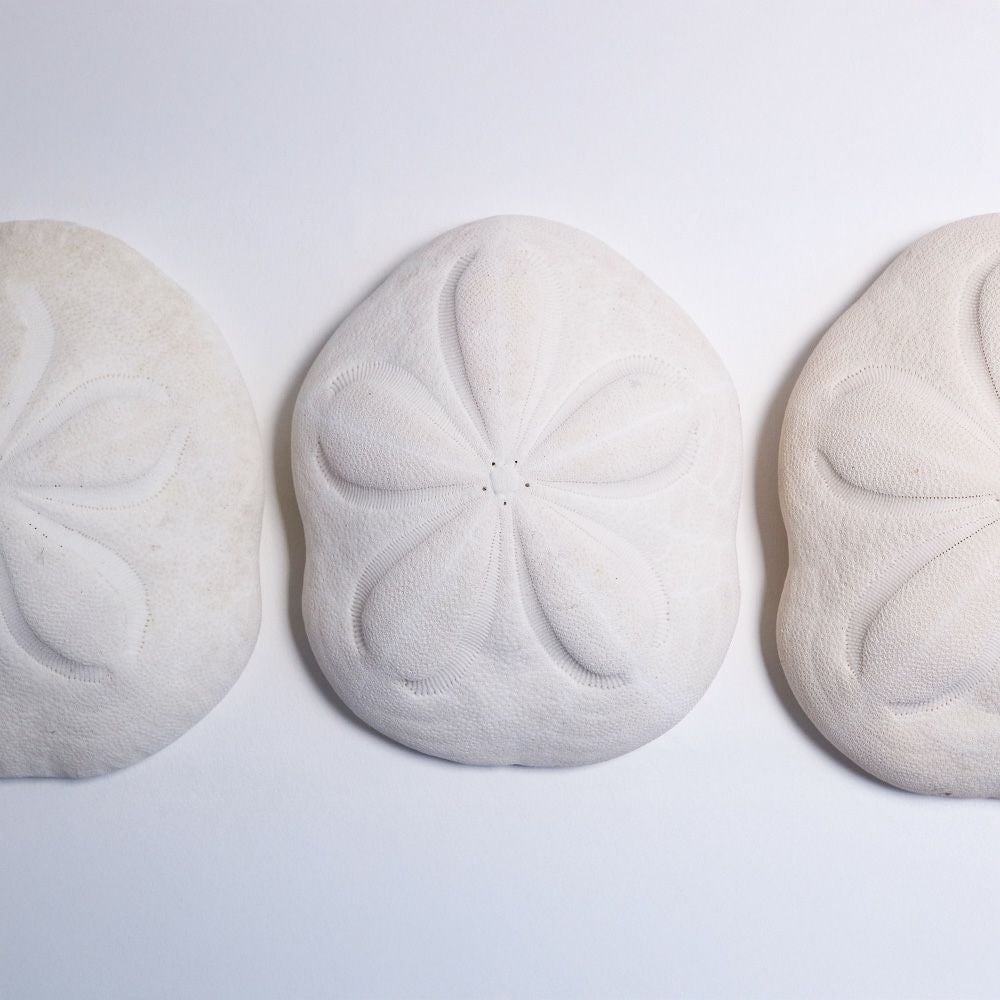 タコノマクラ | ウサギノネドコ