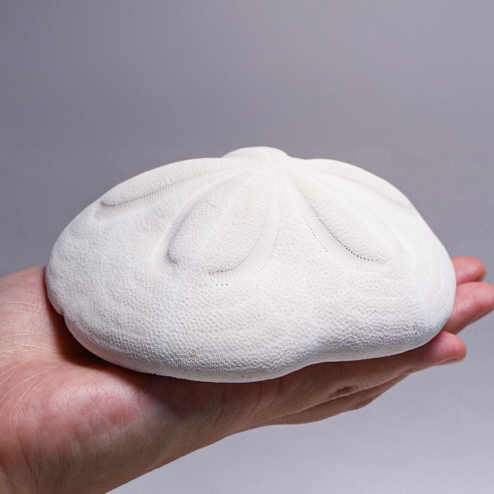 タコノマクラ | ウサギノネドコ