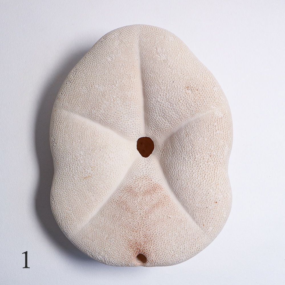 タコノマクラ | ウサギノネドコ