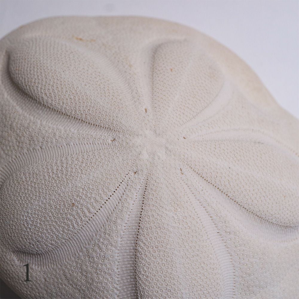 タコノマクラ | ウサギノネドコ