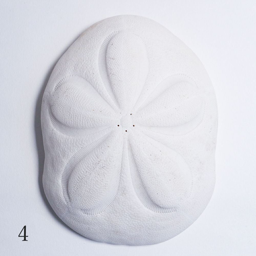 タコノマクラ | ウサギノネドコ