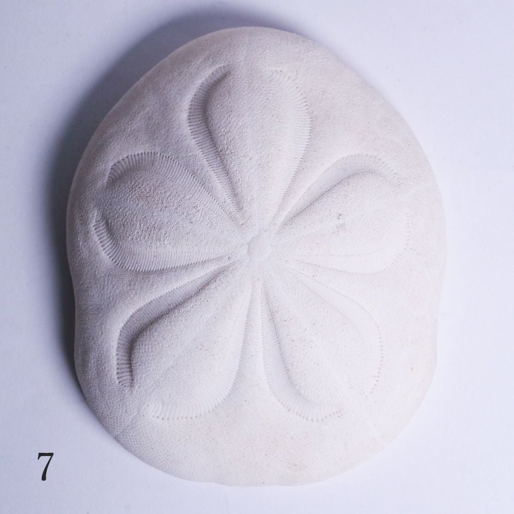 タコノマクラ | ウサギノネドコ