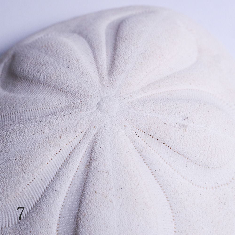 タコノマクラ | ウサギノネドコ