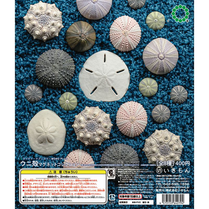 Microcyphus rousseaui　ウニ殻　完品 MONO＋ ウニ殻マグネットコレクション | ウサギノネドコ