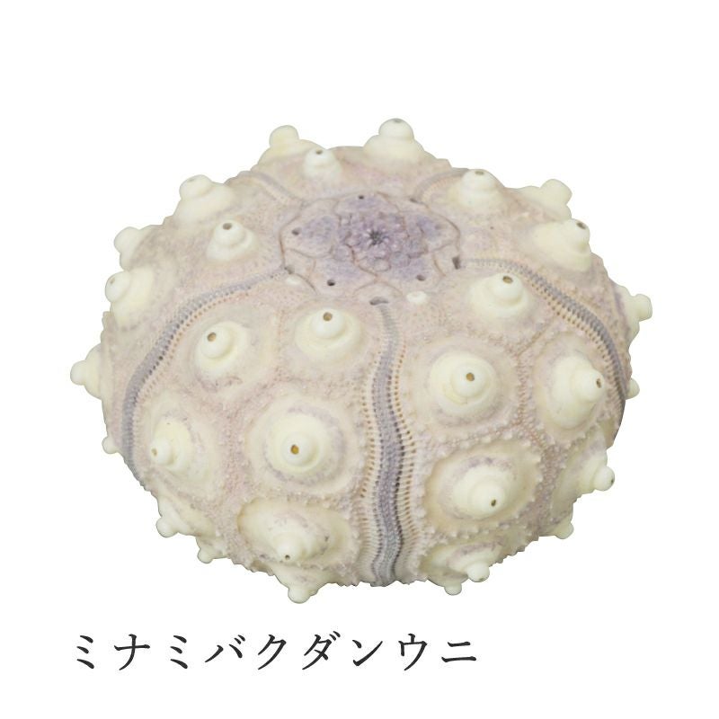 MONO＋ ウニ殻マグネットコレクション | ウサギノネドコ