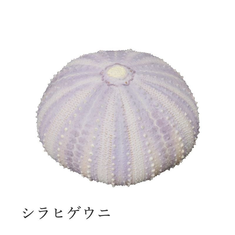 MONO＋ ウニ殻マグネットコレクション | ウサギノネドコ