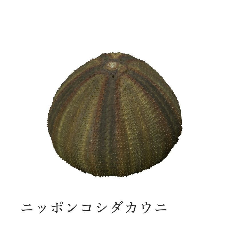 めったに見られない深海種 ウニ殻・標本(ウリザネブンブク) MONO＋ ウニ殻マグネットコレクション | ウサギノネドコ