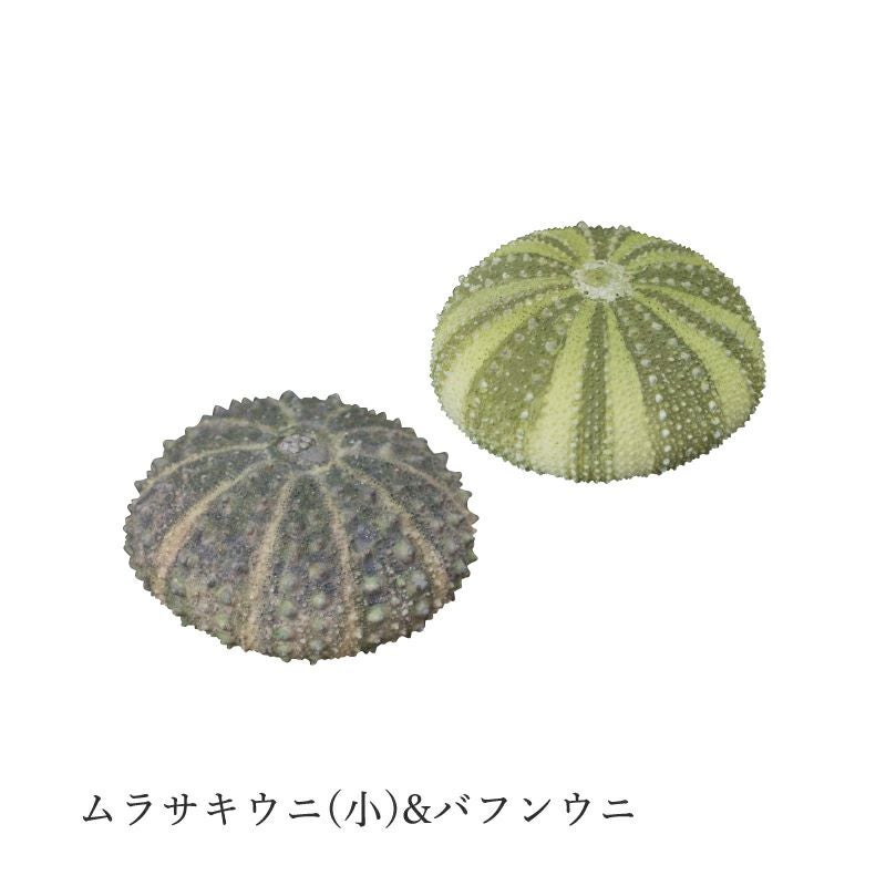 MONO＋ ウニ殻マグネットコレクション | ウサギノネドコ