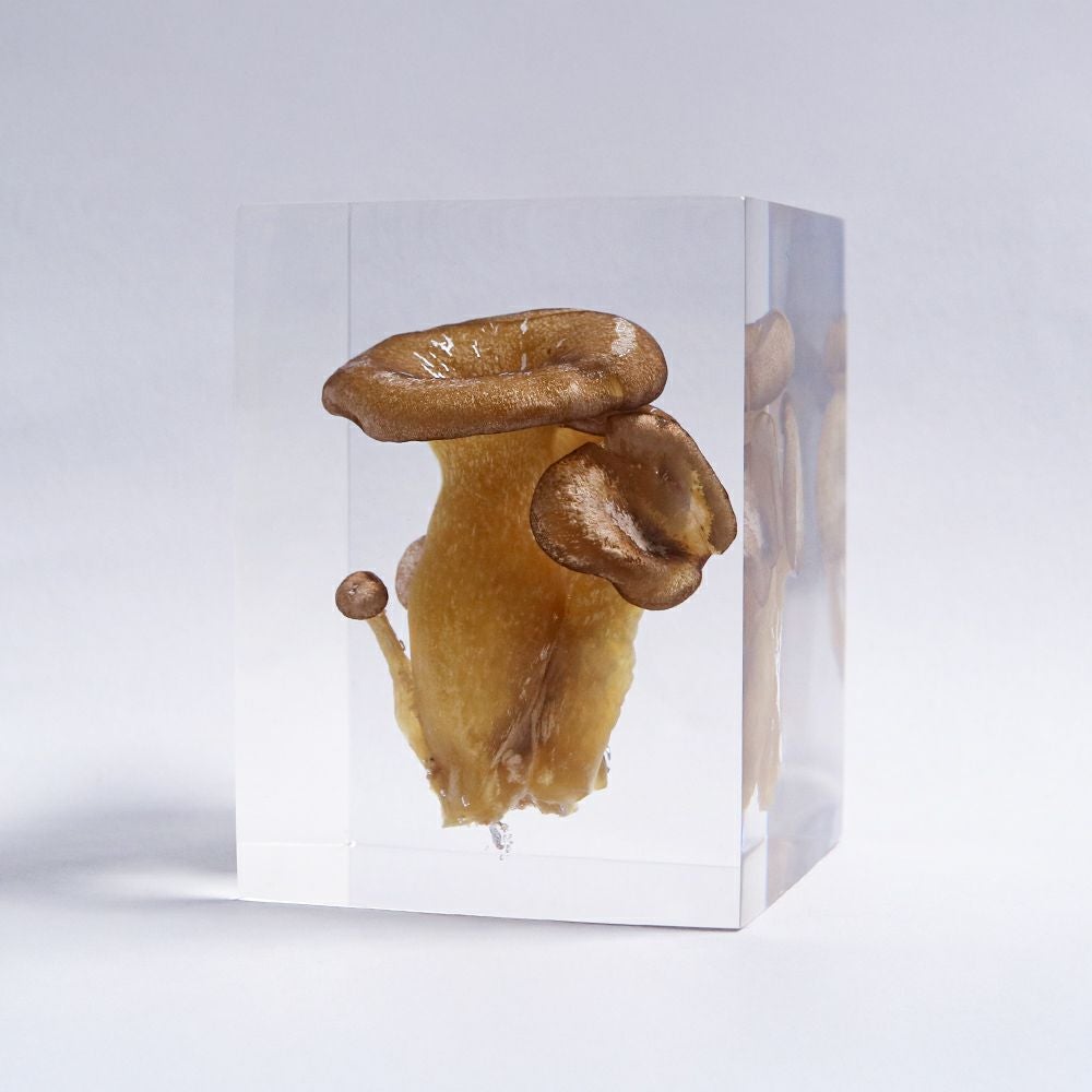 ウサギノネドコ　標本　コシダカウニ　ホオズキ　タンポポ　カラマツ　フウセンカズラ ウサギノネドコ｜Sola cube カラマツ - ウサギノネドコ(ウサギノネドコ