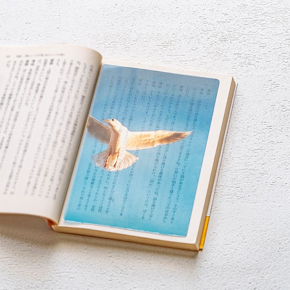 Photo & focus】透明写真栞 C-3 | ウサギノネドコ