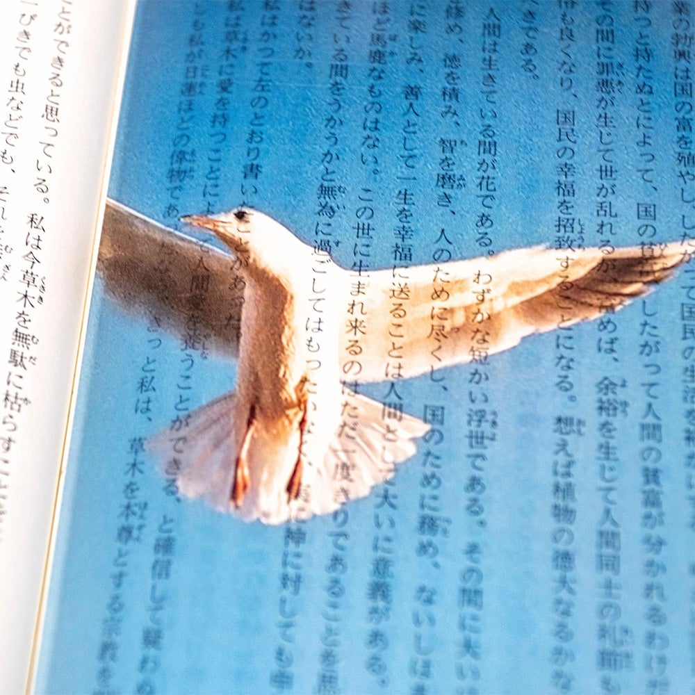 Photo & focus】透明写真栞 C-3 | ウサギノネドコ