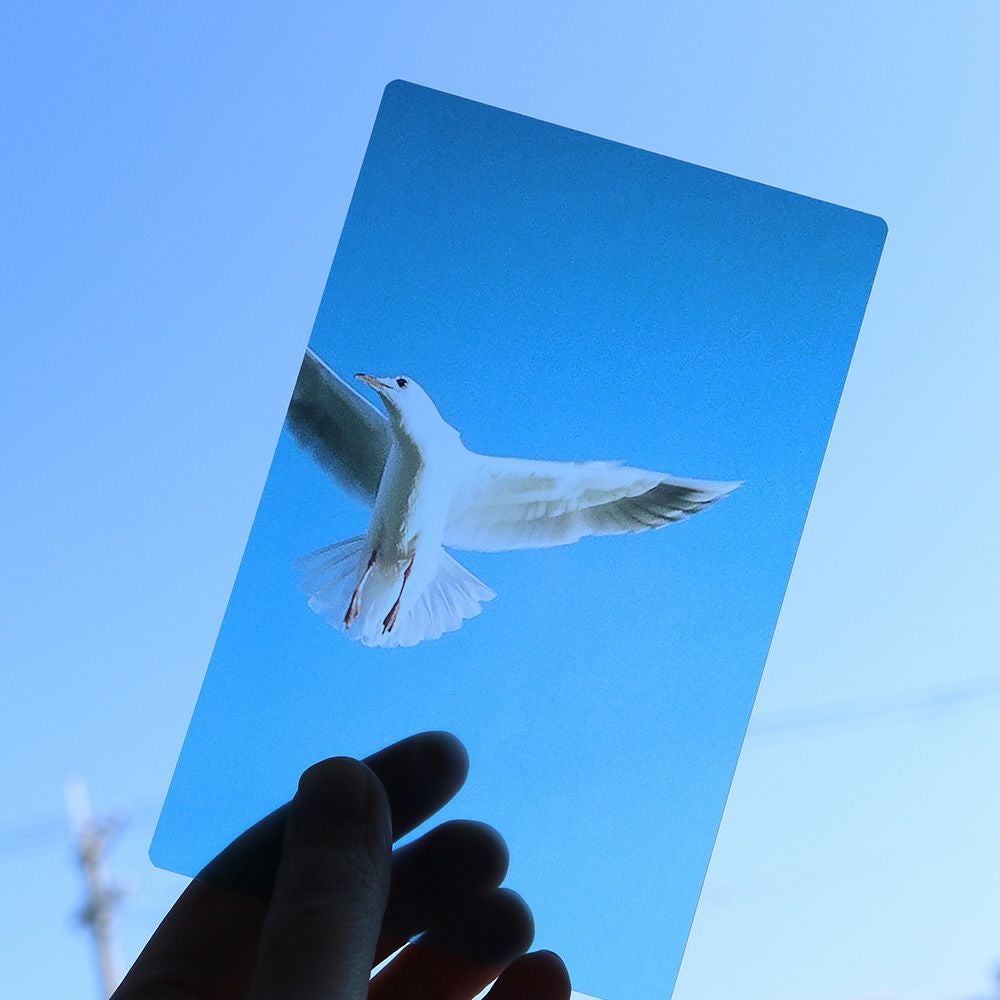 Photo & focus】透明写真栞 C-3 | ウサギノネドコ
