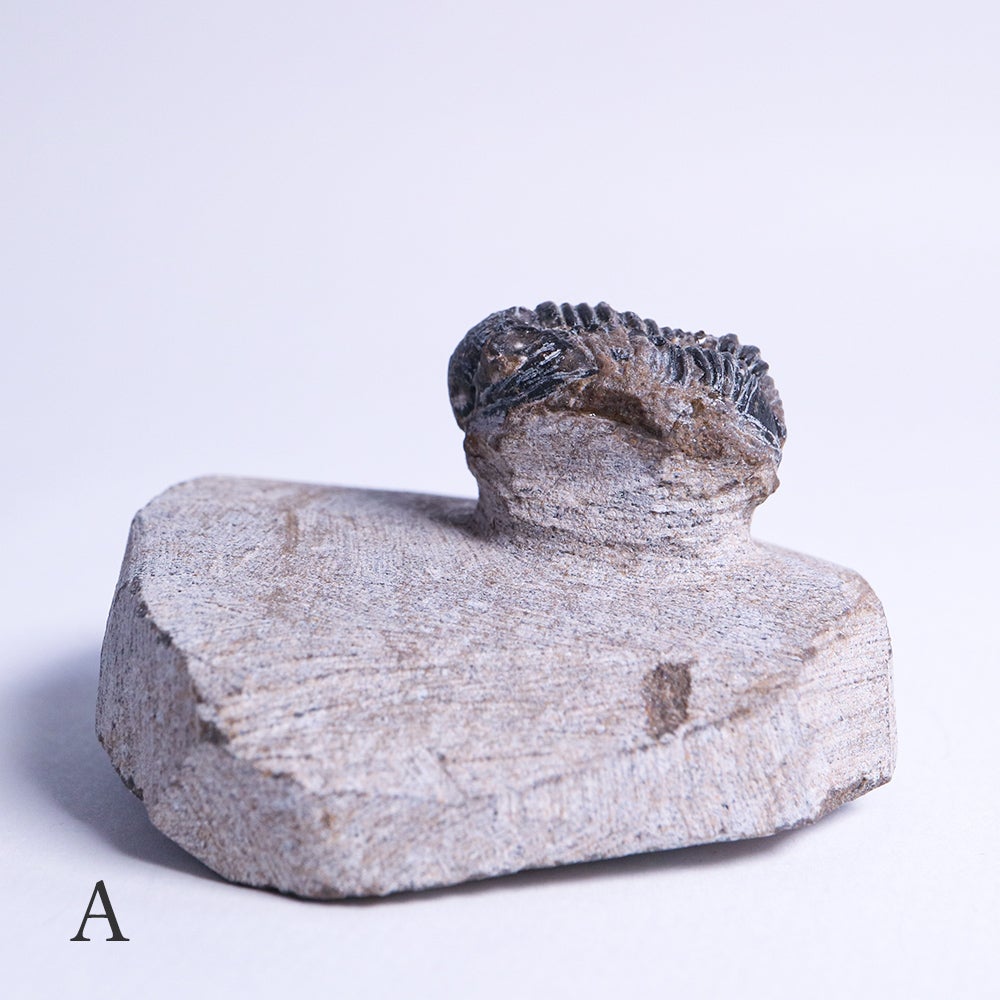 三葉虫の化石(古生代デボン紀) | ウサギノネドコ