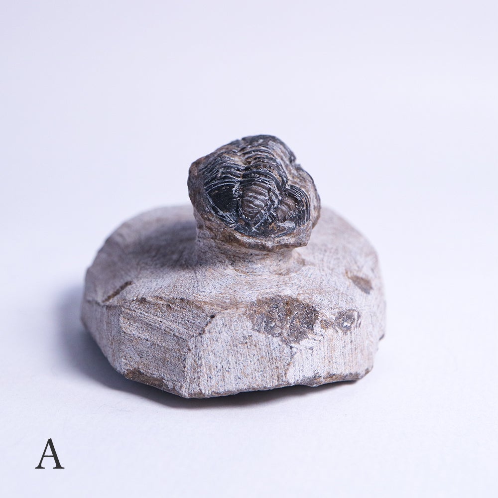 三葉虫の化石(古生代デボン紀) | ウサギノネドコ