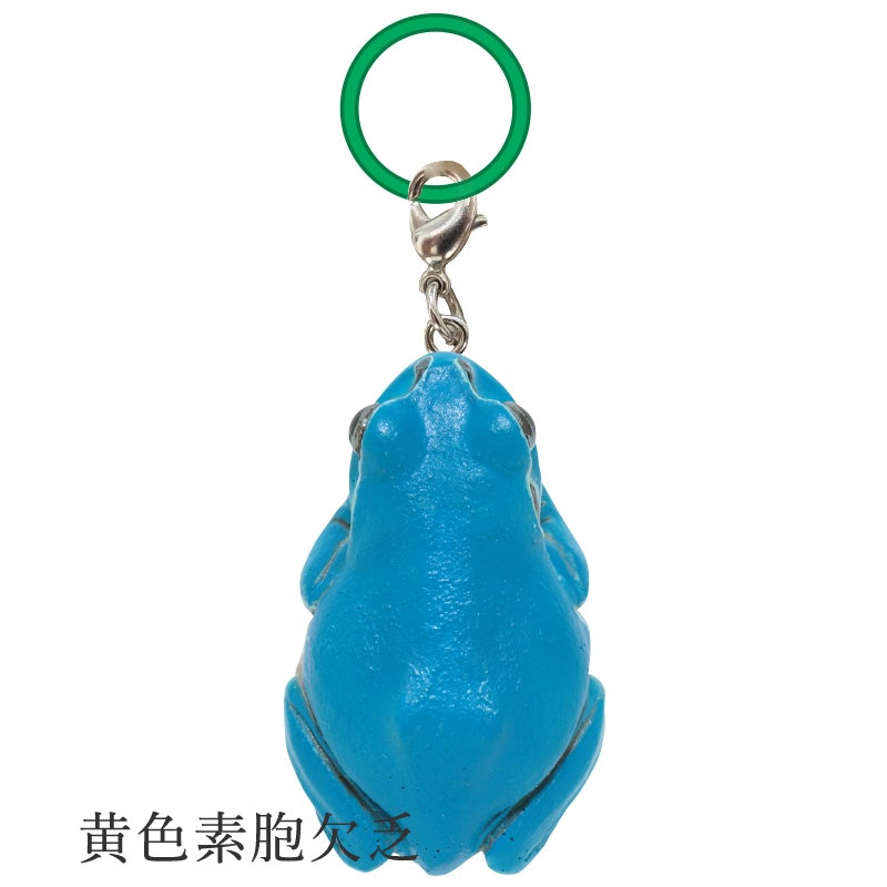 Adam Binder 動物　カエル【750個限定】 楽天市場】オブジェ REPTILES MAG ヤドクガエル アマガエル