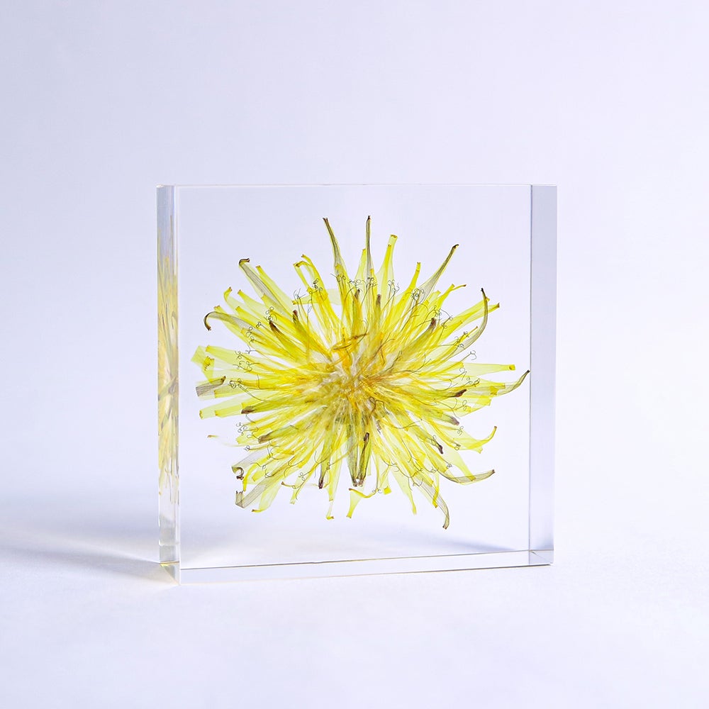 ウサギノネドコ　標本　コシダカウニ　ホオズキ　タンポポ　カラマツ　フウセンカズラ Sola tile タンポポ(花) | ウサギノネドコ