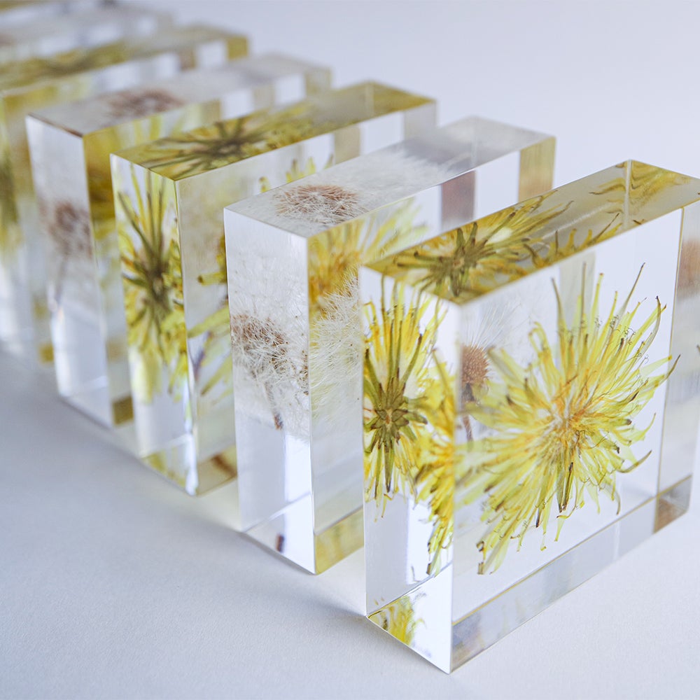Sola tile タンポポ(花) | ウサギノネドコ